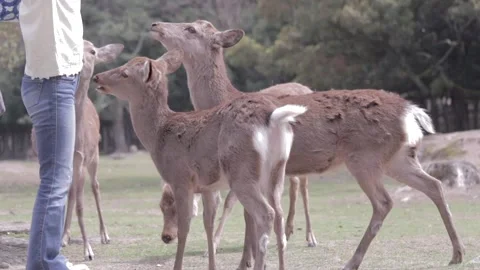 Nara Deer - Japan Video stock 149707762