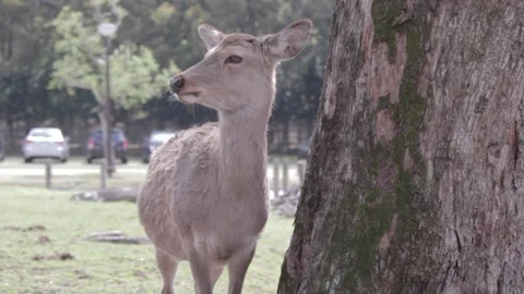 Nara Deer - Japan Stock Footage 149707827