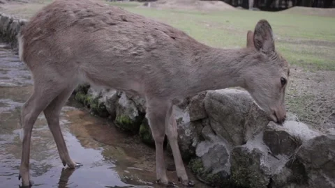 Nara Deer - Japan Stock Footage 149707842