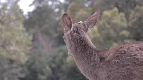 Nara Deer - Japan Stock Footage 149707897