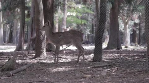 Nara Deer - Japan Stock Footage 149707941