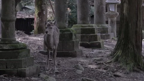 Nara Deer - Japan Stock Footage 149708191