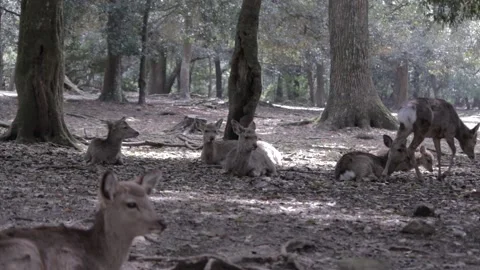 Nara Deer - Japan Stock Footage 149708193