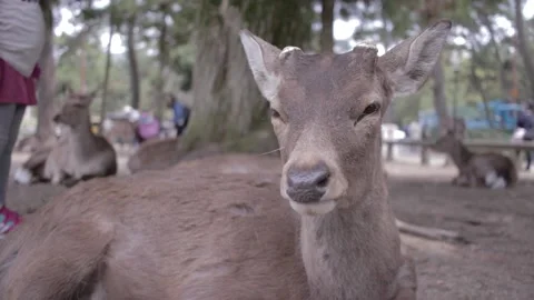 Nara Deer - Japan Stock Footage 149708658