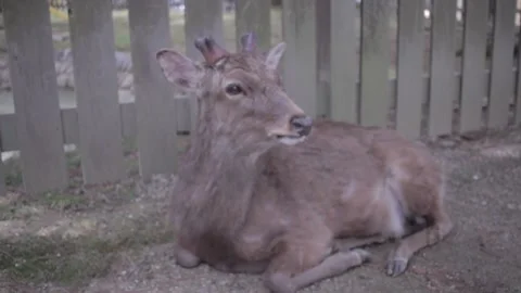 Nara Deer - Japan Stock Footage 149708686