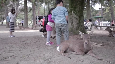 Nara Deer - Japan Stock Footage 149708694