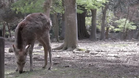 Nara Deer - Japan Stock Footage 149785146