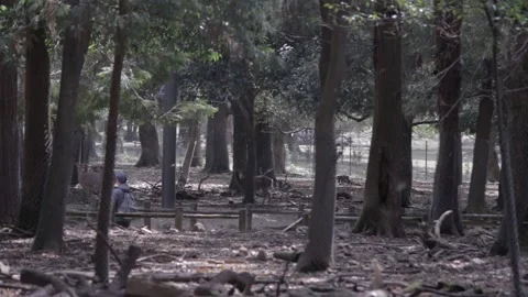 Nara Deer - Japan Stock Footage 149785174