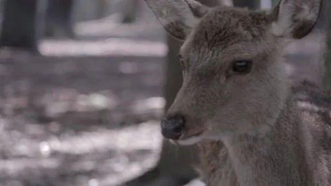 Nara Deer - Japan Stock Footage 149787150