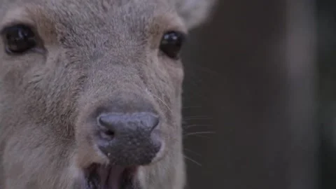 Nara Deer - Japan Stock Footage 149787345