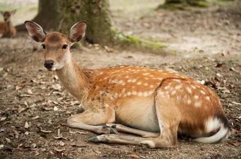 Nara Deer 스톡 사진