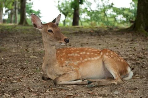 Nara Deer Foto stock