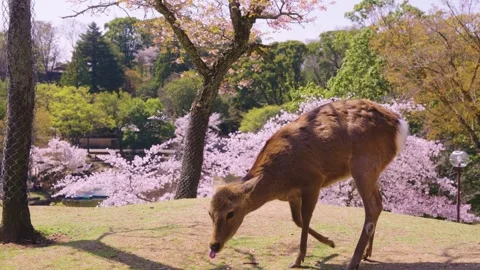 Nara Deer on Warm Spring Day, Pink Sakura Trees in Background, Japan Stock Footage 336675136