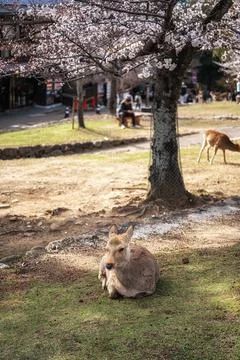 Nara deers during spring cherry blossoms Stock Photos