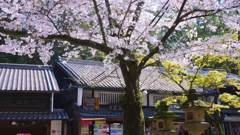 Nara Japan in Spring, Sakura Tree over Japanese Shops on Warm Sunny Day Stock Footage 336386826
