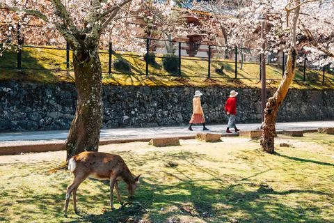 Nara park, deer with spring cherry blossoms in Nara, Japan Stock-Fotos