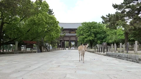 Nara Prefecture in Japan declared a state of emergency Video stock 132175442