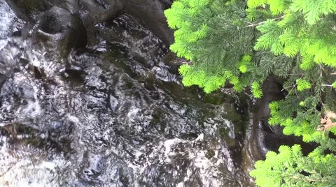 Narada Falls Tree Water Vídeo Stock 40976302