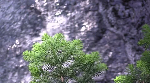 Narada Falls Tree &amp; Water Vídeos de archivo 40976332