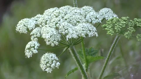 Narada Falls Wild Flowers Vídeo Stock 40976288