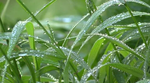 Narada Falls Wild Flowers Vídeo Stock 40976334