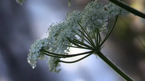 Narada Falls Wild Flowers Vídeo Stock 40976338