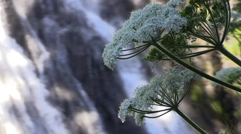 Narada Falls Wild Flowers Vídeo Stock 40976343