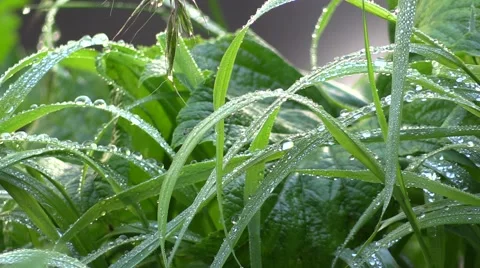 Narada Falls Wild Flowers Vídeos de archivo 40976359