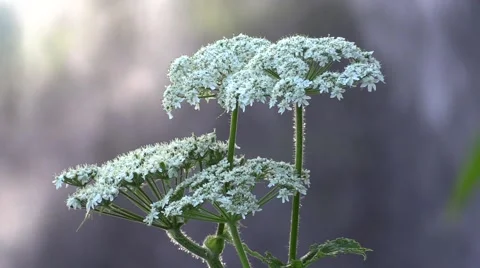 Narada Falls Wild Flowers Vídeo Stock 40976361