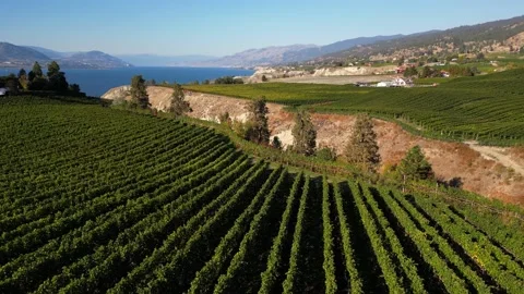 Naramata Bench Winery Vineyard Penticton Okanagan Valley Stock Footage 219976523
