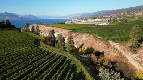 Naramata Bench Winery Vineyard Penticton Okanagan Valley Stock Footage 219980372