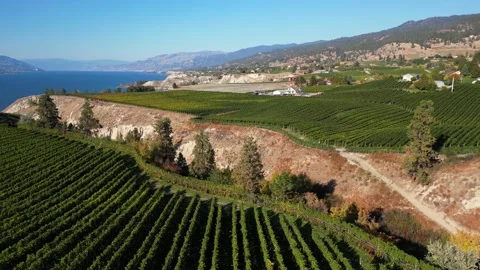 Naramata Bench Winery Vineyard Penticton Okanagan Valley Stock Footage 219986772
