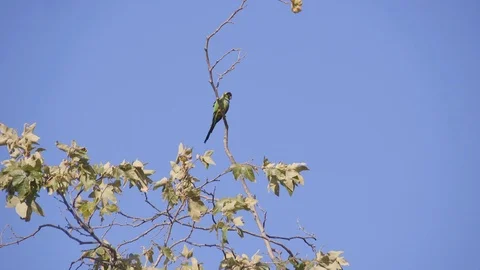 Naranday Parakeet in Solstice Canyon Malibu (1) Stock Footage 90402349