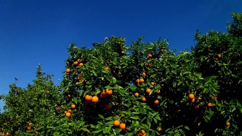 Naranja viento 2 Stock Footage 107889690