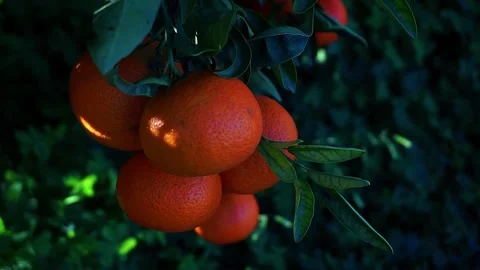 Naranjas 2 Stock Footage 291336895