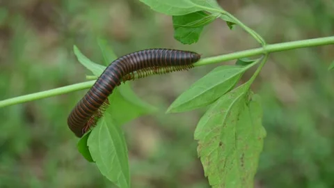 Narceus americanus millipede. Stock Footage 316240941