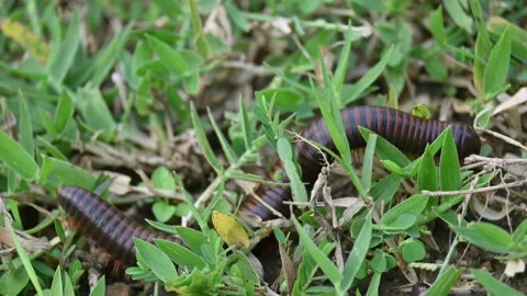 Narceus americanus millipede. Stock Footage 316241383