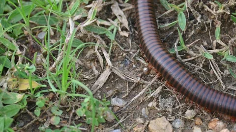 Narceus americanus millipede. Vídeo Stock 316272149