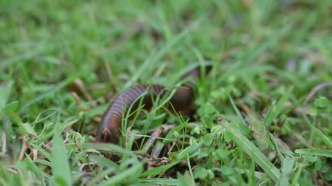 Narceus americanus millipede. Stockbeeldmateriaal 316272156
