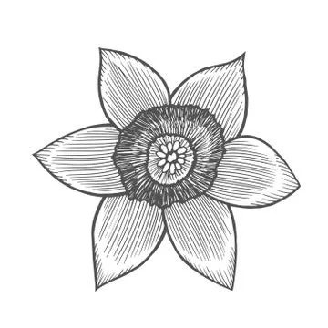 Narcis flower illustration Illustrazione stock