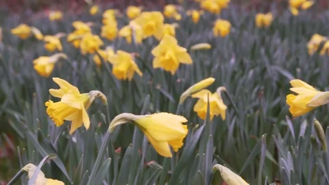 Narcis flowers blooming Stock Footage 129433260