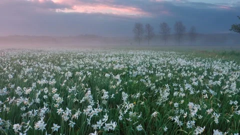 NARCIS Hust tuman (12) Video stock 170575868