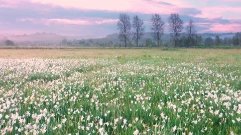 NARCIS Hust tuman (3) Stock Footage 170575546
