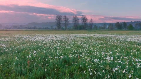 NARCIS Hust tuman (4) Video stock 170575478