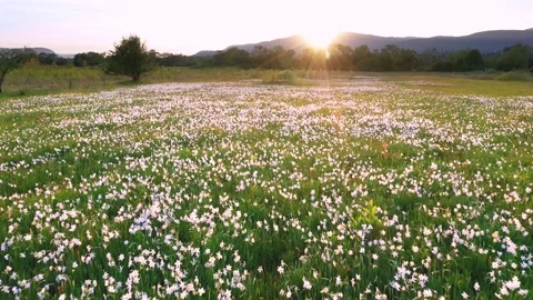 NARCIS Hust tuman (9) Video stock 170575830