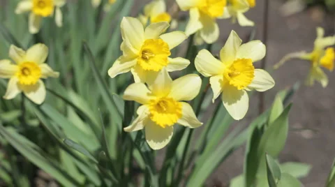 Narcisi 스톡 동영상 3165444