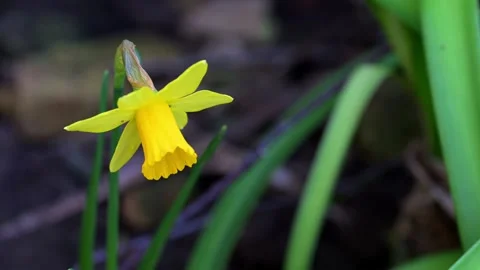 Narcissi in Spring time Stock Footage 321462758