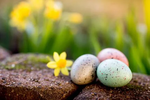 Narcissus and easter eggs Stock Photos