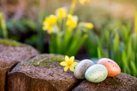 Narcissus and easter eggs Stock Photos