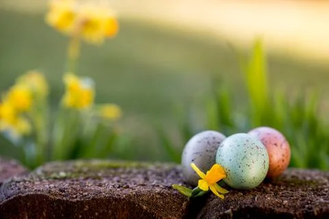 Narcissus and easter eggs Stock Photos